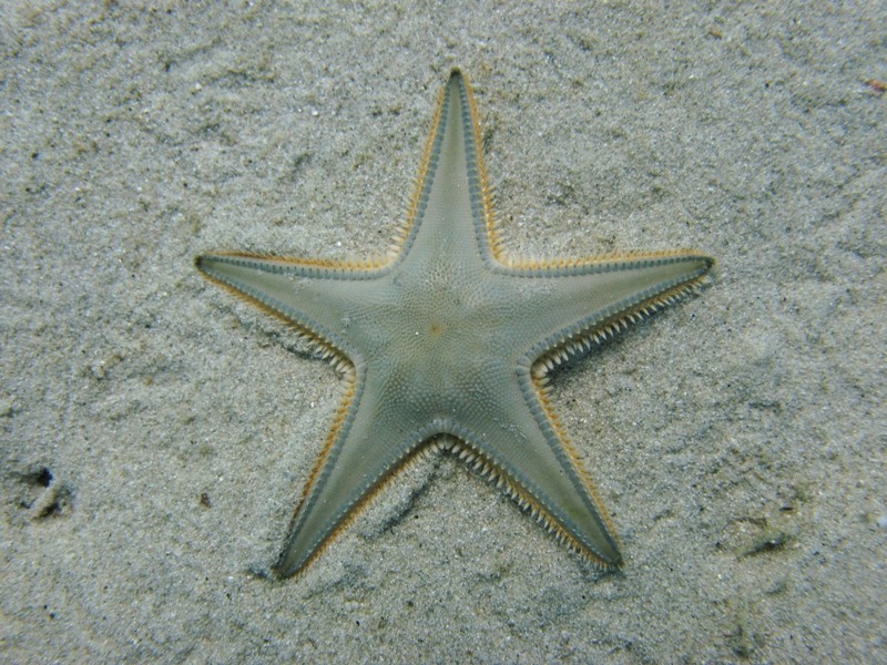 Astropecten jonstoni (Delle Chiaje, 1827)